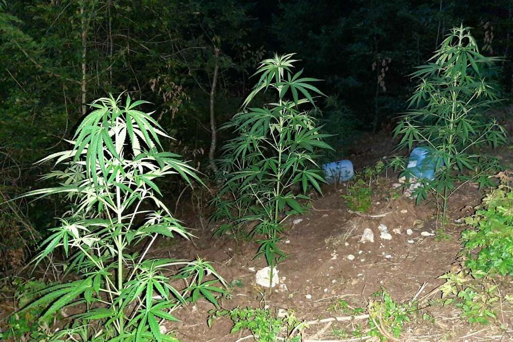 Plantaža marihuane, Foto: Uprava policije