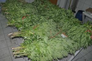 Pronađeno 120 stabljika marihuane nadomak Podgorice, uhapšen...