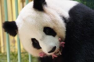 Dva mladunčeta pande rođena u zoološkom vrtu
