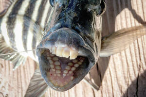 Riba sa zubima poput ljudskih uhvaćena u Sjevernoj Karolini