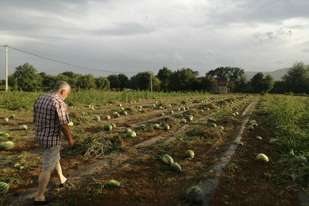 Lubenice propadaju, otkupa nema: Mišković, Foto: Jelena Jovanović