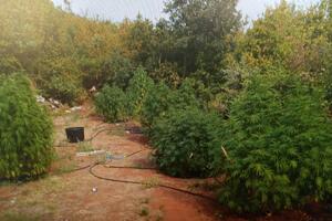 Otkrivena plantaža marihuane u Lješanskoj nahiji, uhapšeni Milenko...