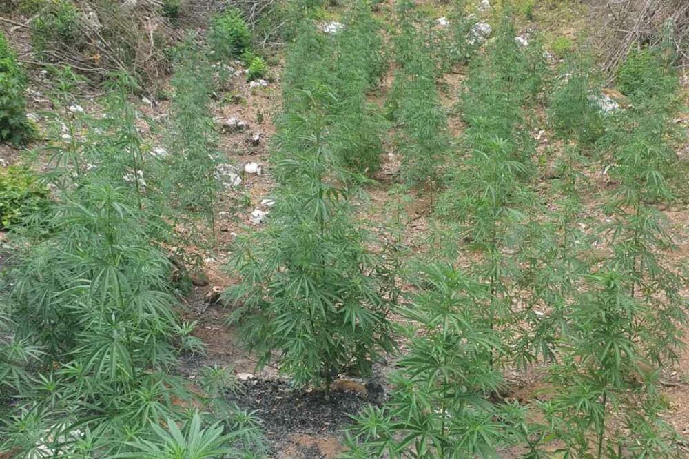 Pronađena parcela marihuane, Foto: Uprava policije