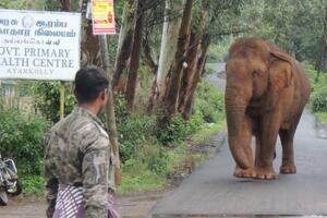 Svjetski dan slonova: Kako ove divlje životinje žive zajedno sa...