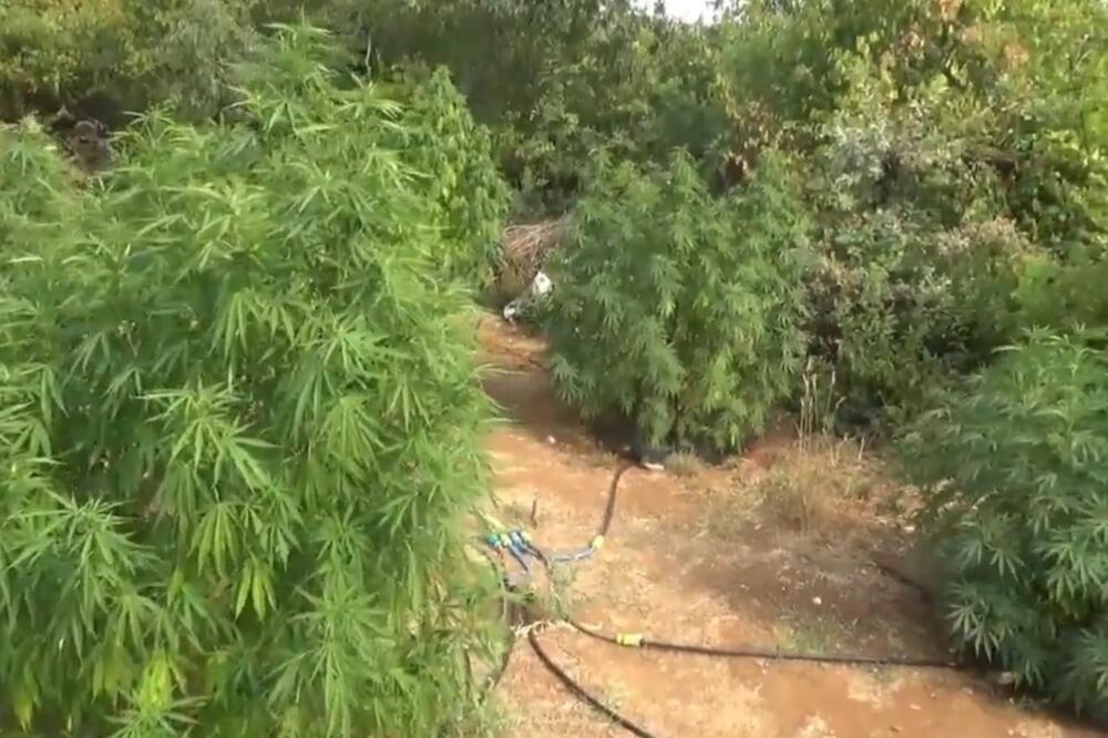 Mini plantaža marihuane otkrivena na području nikšićke opštine, Foto: Uprava policije