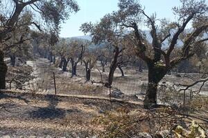 U požarima u Mrkojevićima uništeno 749 stabala maslina