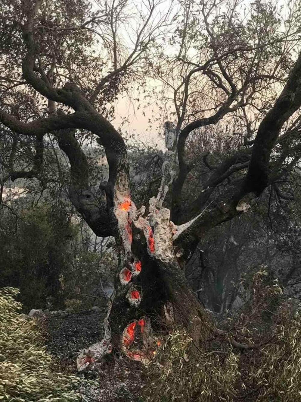 maslinjci Mrkojevići, Mrkojevići