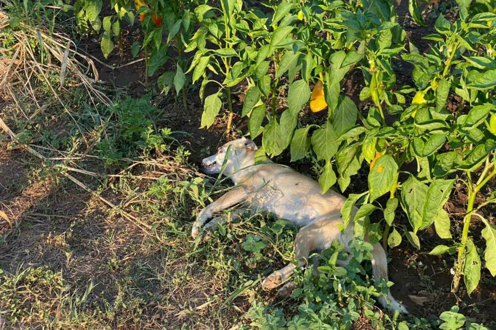 Otrovani pas u Spužu, Foto: Privatna arhiva