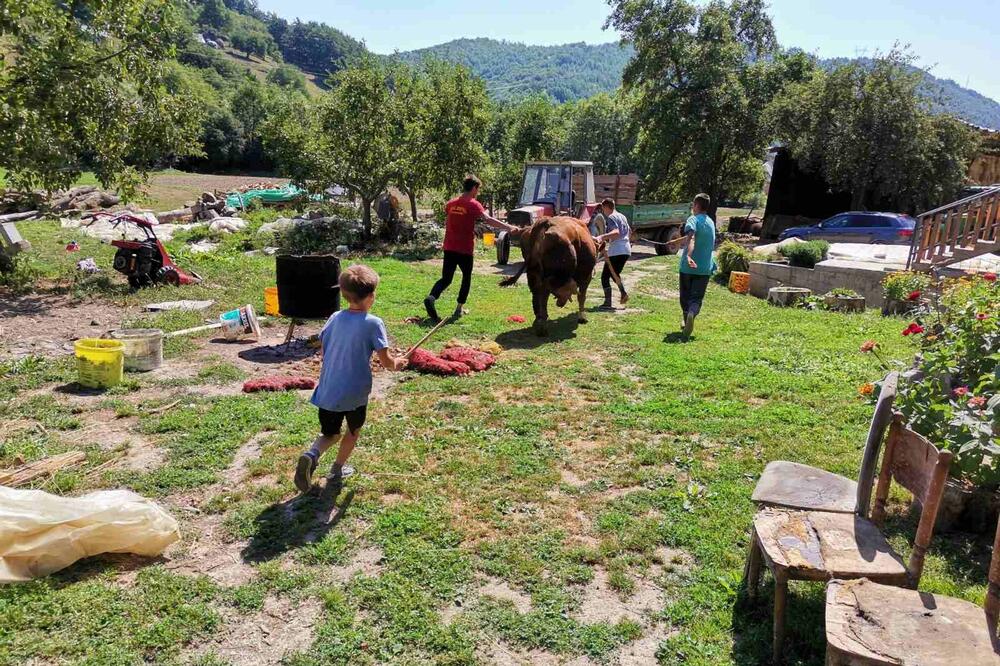 Skoro čitavog dana nema predaha, Foto: Jadranka Ćetković