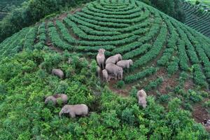 Epske avanture lutajućih slonova - na putu su kući, konačno