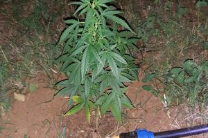 U Pljevljima otkrivena plantaža marihuane, uhapšene dvije osobe