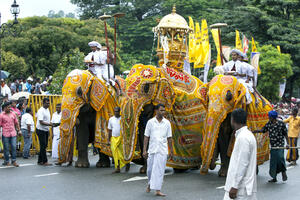 Šri Lanka donijela zakon o zaštiti slonova, zabranjeno jahanje u...