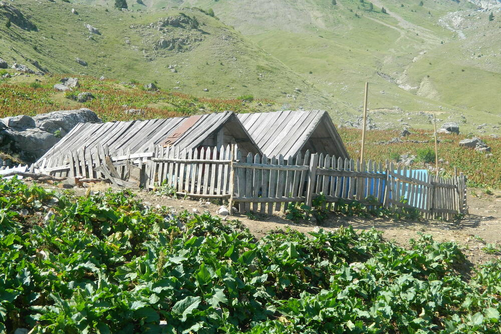 Na Crnogori ljeto provode dva stočara, Foto: Privatna arhiva