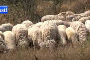 Murić tvrdi da ovcama i jagnjadima zadruge Agrobisernica prijeti...