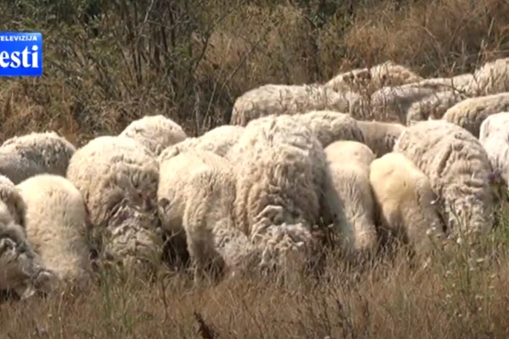 Detalj sa farme zemljoradničke zadruge Agrobisernica, Foto: Screenshot/TV Vijesti