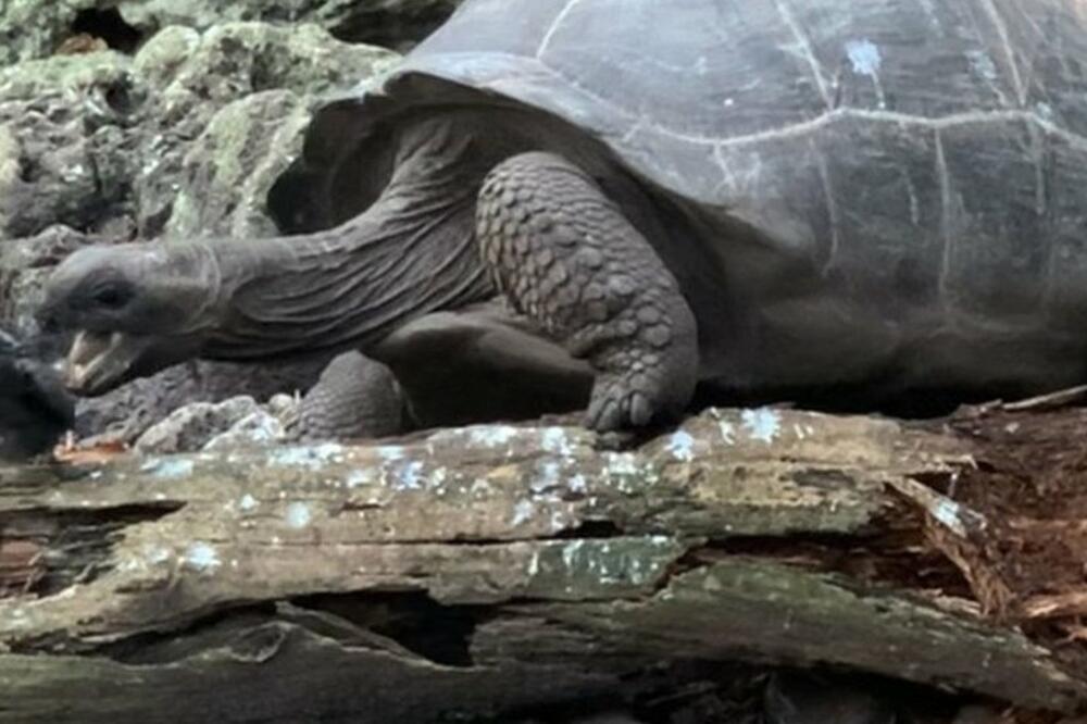 Ovo je prvi zabeleženi slučaj da kornjača ove vrste lovi drugo živo biće, Foto: Justin Gerlach/University of Cambridge