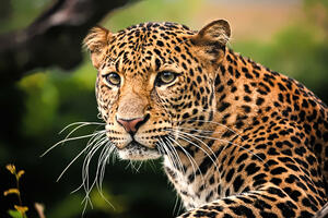 Leopard napao ženu tokom foto-sesije
