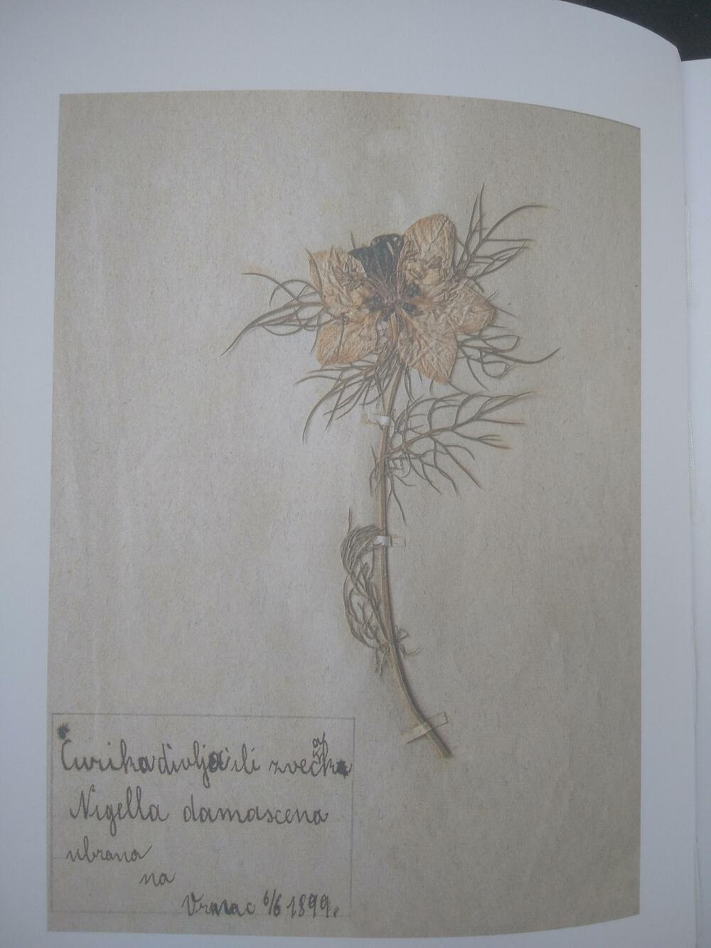 Jedan od crteža iz knige