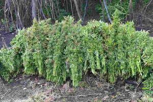 U Zeti otkrivena plantaža sa 1.330 stabljika marihuane