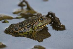 Skadarska žaba zabilježena na 18 novih lokacija duž obale...