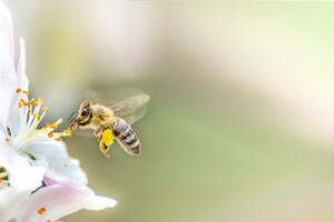 U Ekvadoru otkrivena pčela sa karakteristikama oba pola