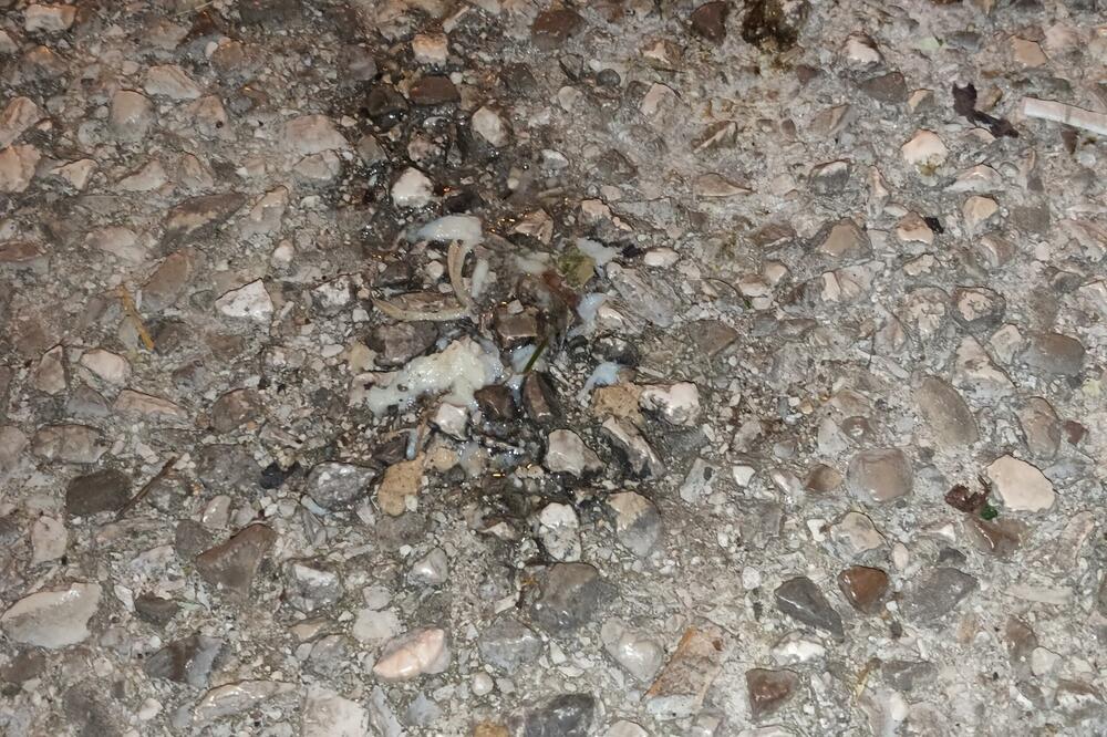 Posuti otrov u Nikšiću, Foto: Korina Animals