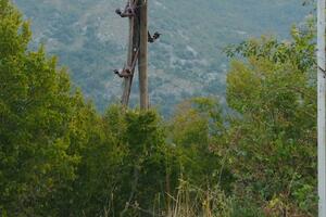 Za zamjenu stubova za struju neophodan zahtjev