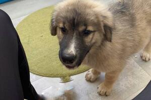 U Bijelom Polju pronađeno štene šar planinca