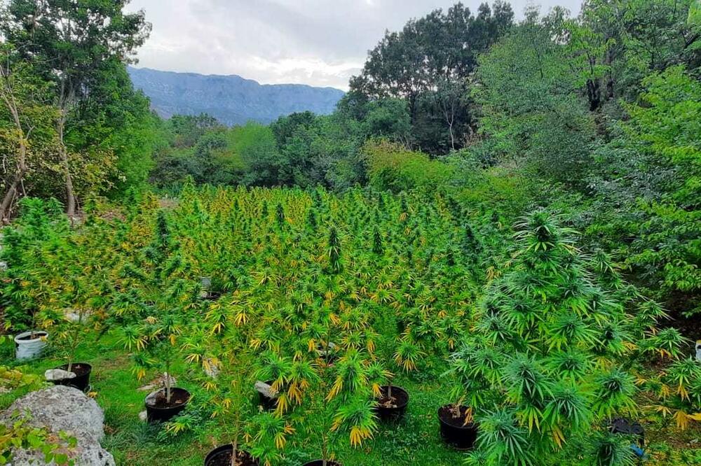 Foto: Uprava policije