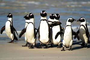 Pingvini u Južnoj Africi: Pčele pokosile ugroženu vrstu nastanjenu...