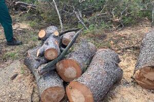 Zašto sijeku zdravo drveće na Gorici?