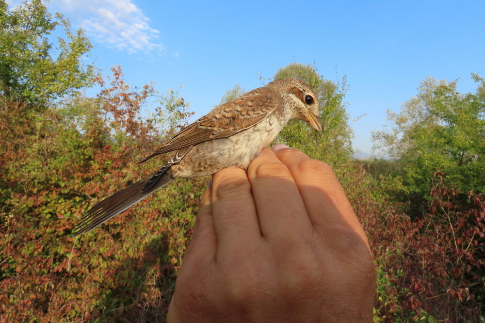 Prstenovanje ptice, Foto: CZIP