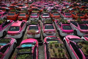 Korona virus i Tajland: Na krovovima propalih taksi vozila uzgaja...