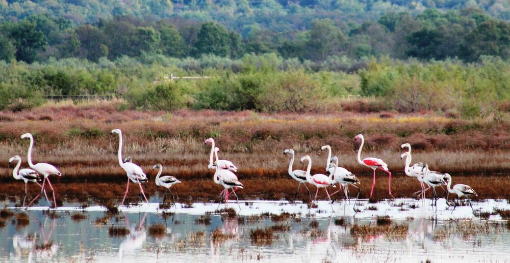 Foto: Jasna Gajević