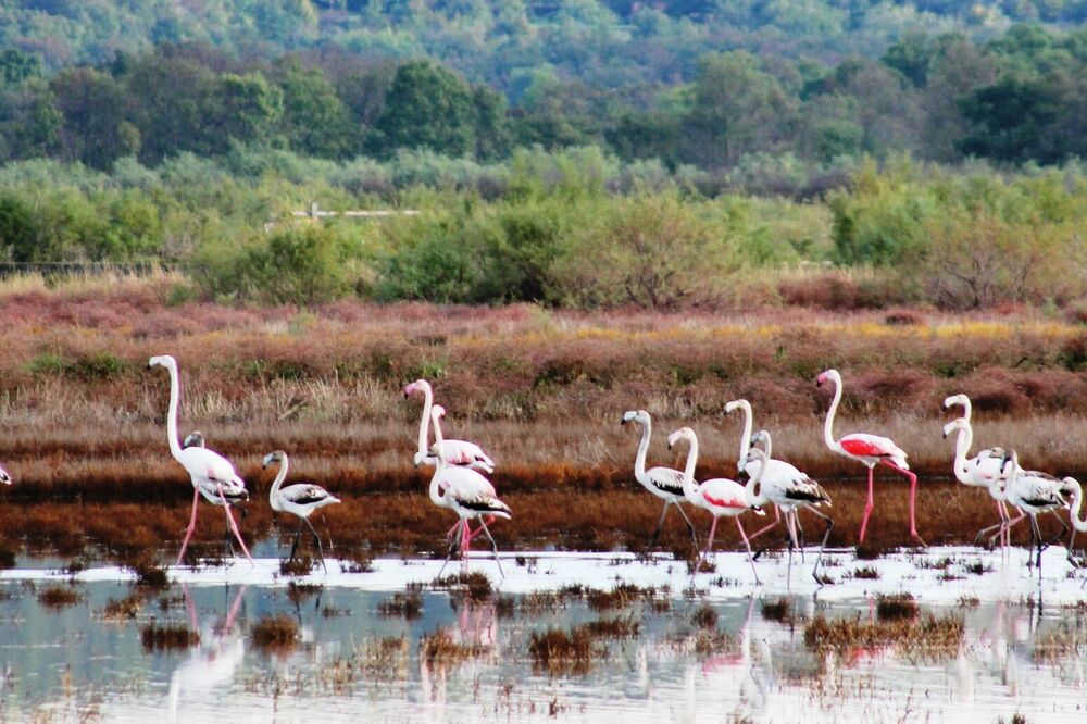 Foto: Jasna Gajević