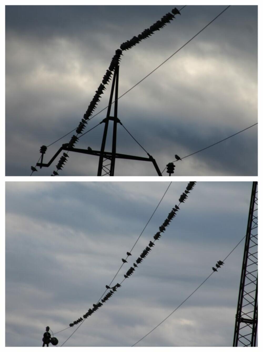 Ptice na žici