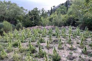 Budva: U Markovićima ispod groblja pronađena plantaža marihuane