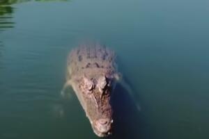 VIDEO Krokodil skočio iz vode i zario zube u dron