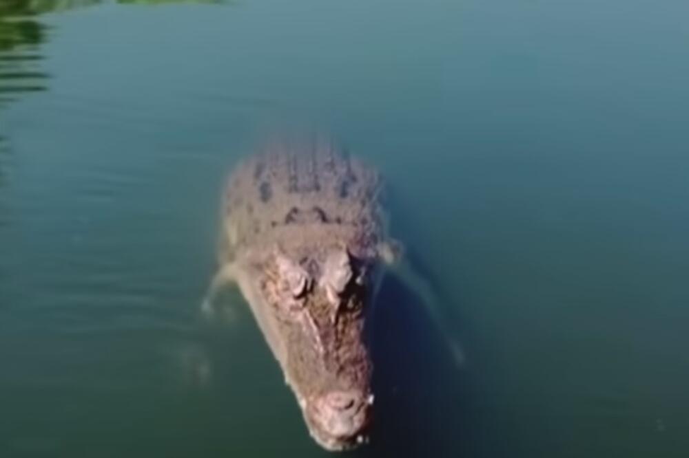 Krokodil neposredno prije nego što je uništio dron, Foto: Screenshot/Youtube