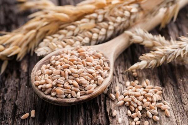 MMF: Rat izazvao najgoru svjetsku prehrambenu krizu od 2008.