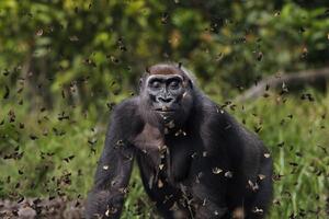 Gorila među leptirima i borba geparda sa nabujalom rekom