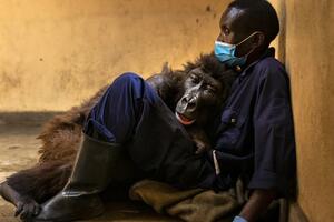 Ndakasi - gorila koja je volela da pozira za selfije