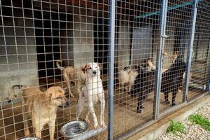 Azil u Nikšiću nije riješio problem napuštenih pasa