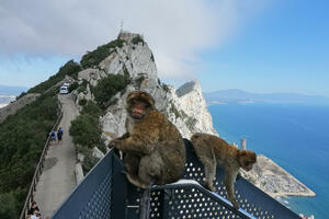 Gibraltar: Divlji majmuni na stijeni kao čuvari britanskog...