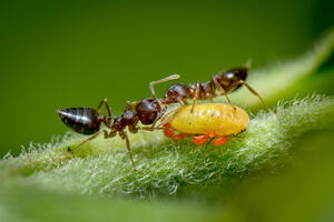 Mravi koji se hrane medenom rosom - pobjednička fotografija