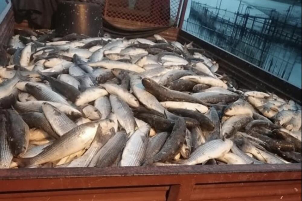 U Skadru se izlovi na tone “jesenki”, Foto: Privatna arhiva