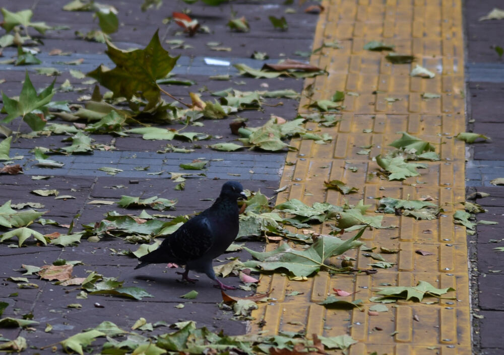 <p>Iz Zavoda za hidrometeorologiju i seizmologiju najavili su da će u subotu u Podgorici biti promjenljivo oblačno.</p>