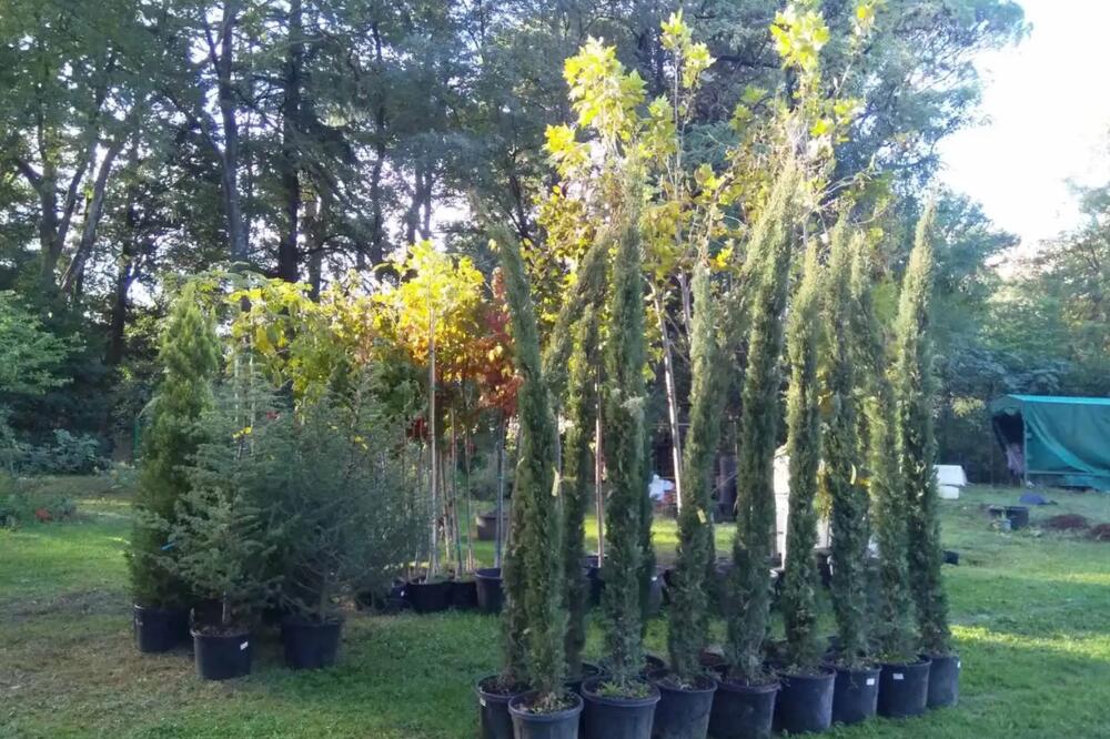 Sadnice, Foto: Siniša Luković