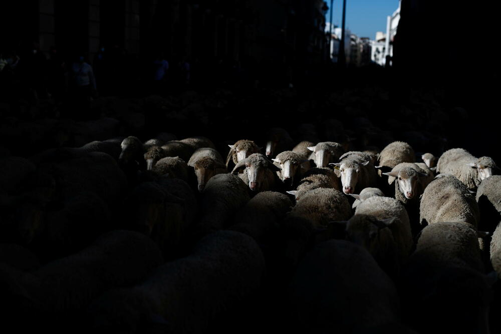 ovce Madrid