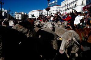 Na madridskim ulicama automobile zamijenila stada ovaca